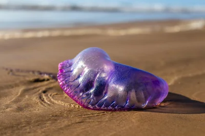 portugaise man o ' war